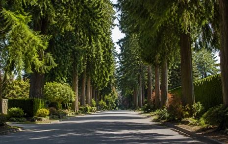 A quiet residential street lined with tall evergreens in Brookswood, Langley BC