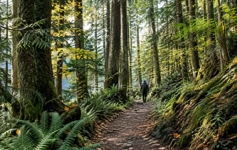 A forest trail on the lower slopes of Sumas Mountain above East Abbotsford