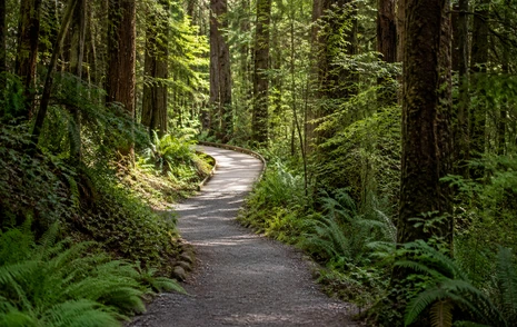 A family walking a shaded park path among tall trees in a Surrey BC neighbourhood