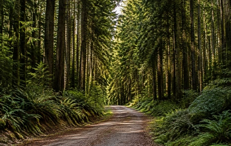 A forest road through second growth timber above Mission BC