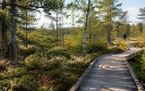 A wooden boardwalk through bog forest at the Delta Nature Reserve in North Delta, BC